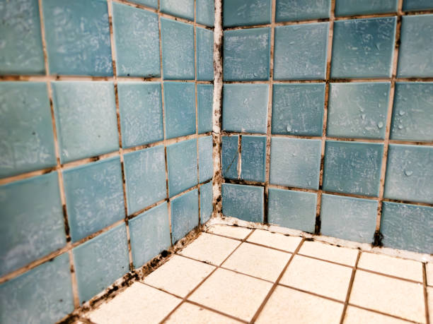 Best Commercial Mold Inspection  in Roosevelt Gardens, FL